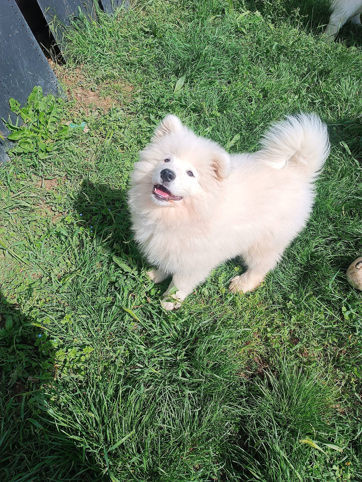 Volt a rejoint le concours — aidez-le/la à gagner de superbes lots ! american_eskimo_dog, carnivore, companion_dog, dog, dog_breed, german_spitz, german_spitz_klein, german_spitz_mittel, grass, happy, indian_spitz, japanese_spitz, plant, pomeranian, samoyed, spitz, sporting_group, toy_dog, volpino_italiano, working_animal