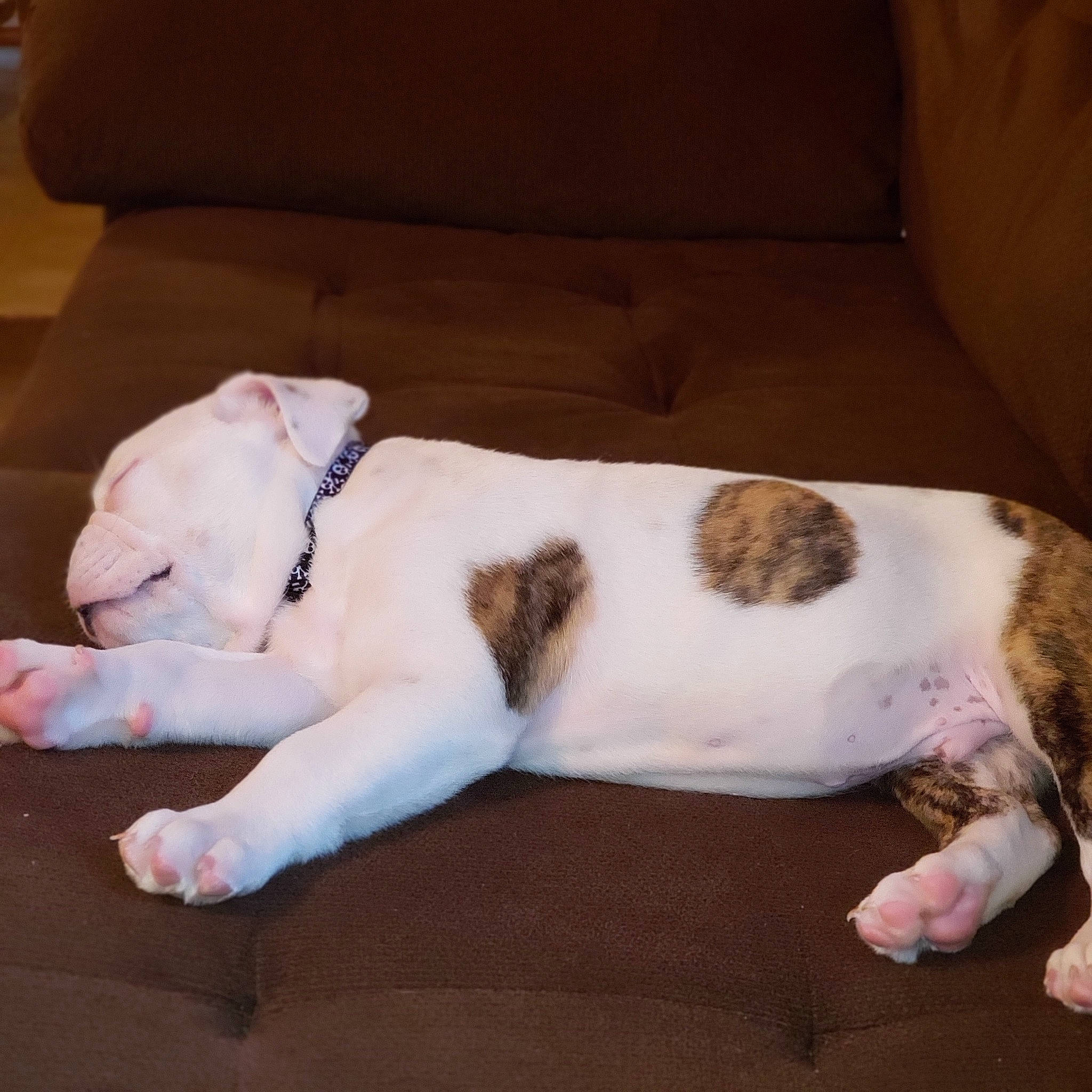 Bama joined the competition — help win amazing prizes! american_bulldog, bulldog, canidae, carnivore, dog, dog_breed, ear, fawn, leg, mammal, nap, non_sporting_group, old_english_bulldog, olde_english_bulldogge, paw, puppy, puppy_love, tail, valley_bulldog, vertebrate