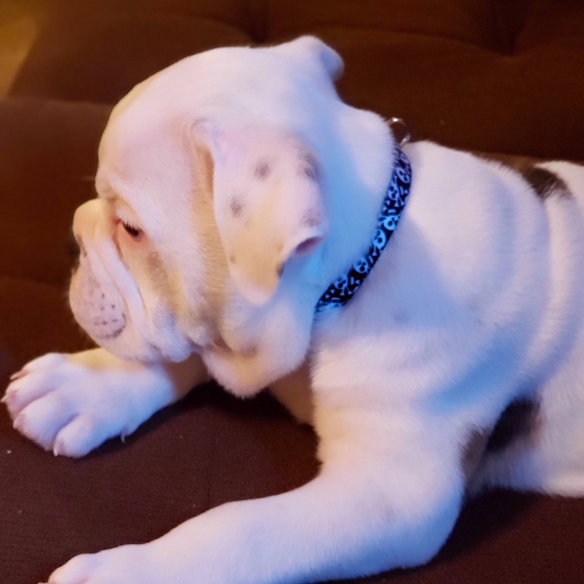 Bama joined the competition — help win amazing prizes! american_bulldog, australian_bulldog, bulldog, canidae, carnivore, companion_dog, dog, dog_breed, dog_collar, dogo_guatemalteco, ear, non_sporting_group, old_english_bulldog, olde_english_bulldogge, paw, puppy, puppy_love, sporting_group, valley_bulldog, white_english_bulldog