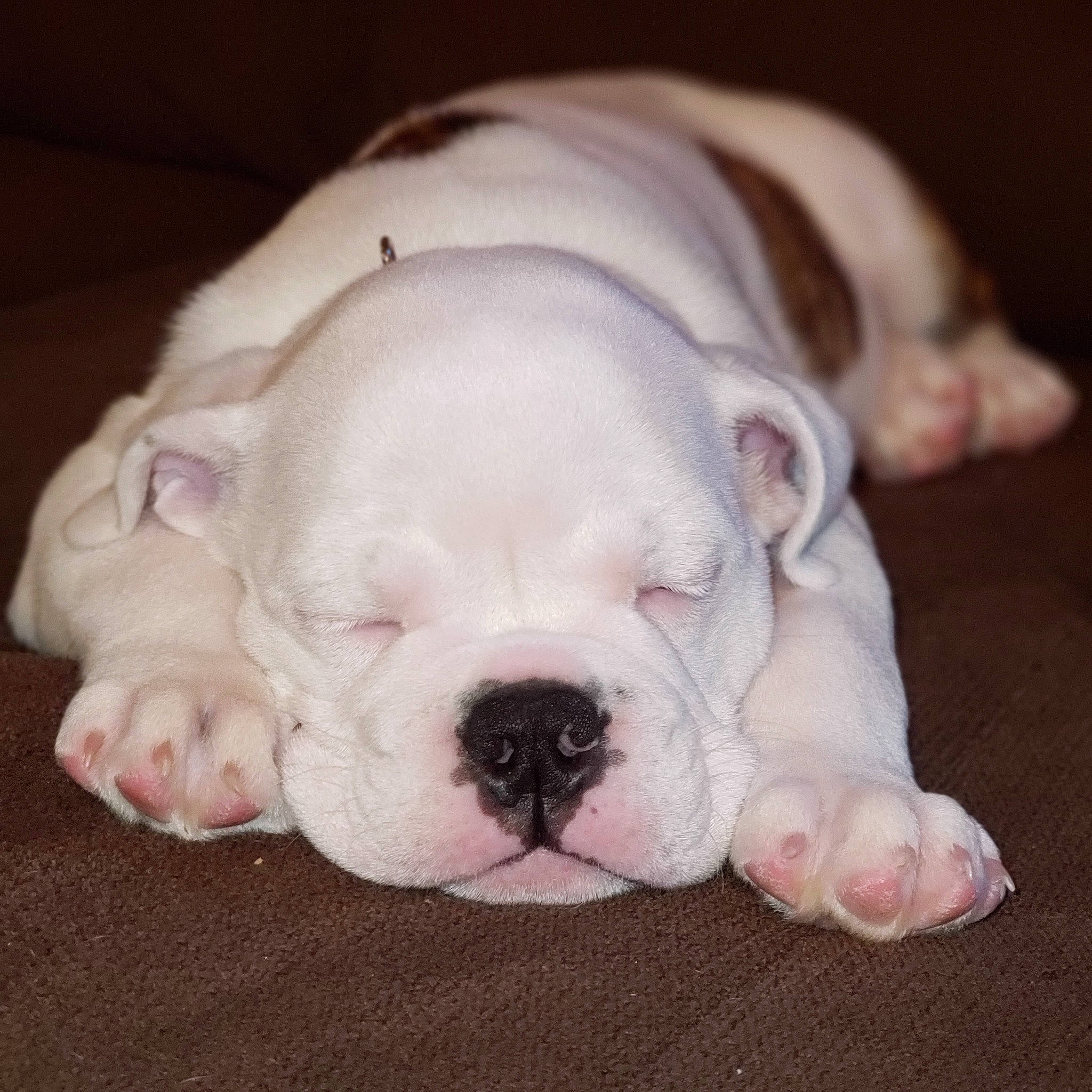 Bama joined the competition — help win amazing prizes! american_bulldog, australian_bulldog, british_bulldogs, bulldog, canidae, companion_dog, dog, dog_breed, mammal, nose, old_english_bulldog, olde_english_bulldogge, puppy, puppy_love, skin, snout, toy_bulldog, valley_bulldog, vertebrate, white_english_bulldog