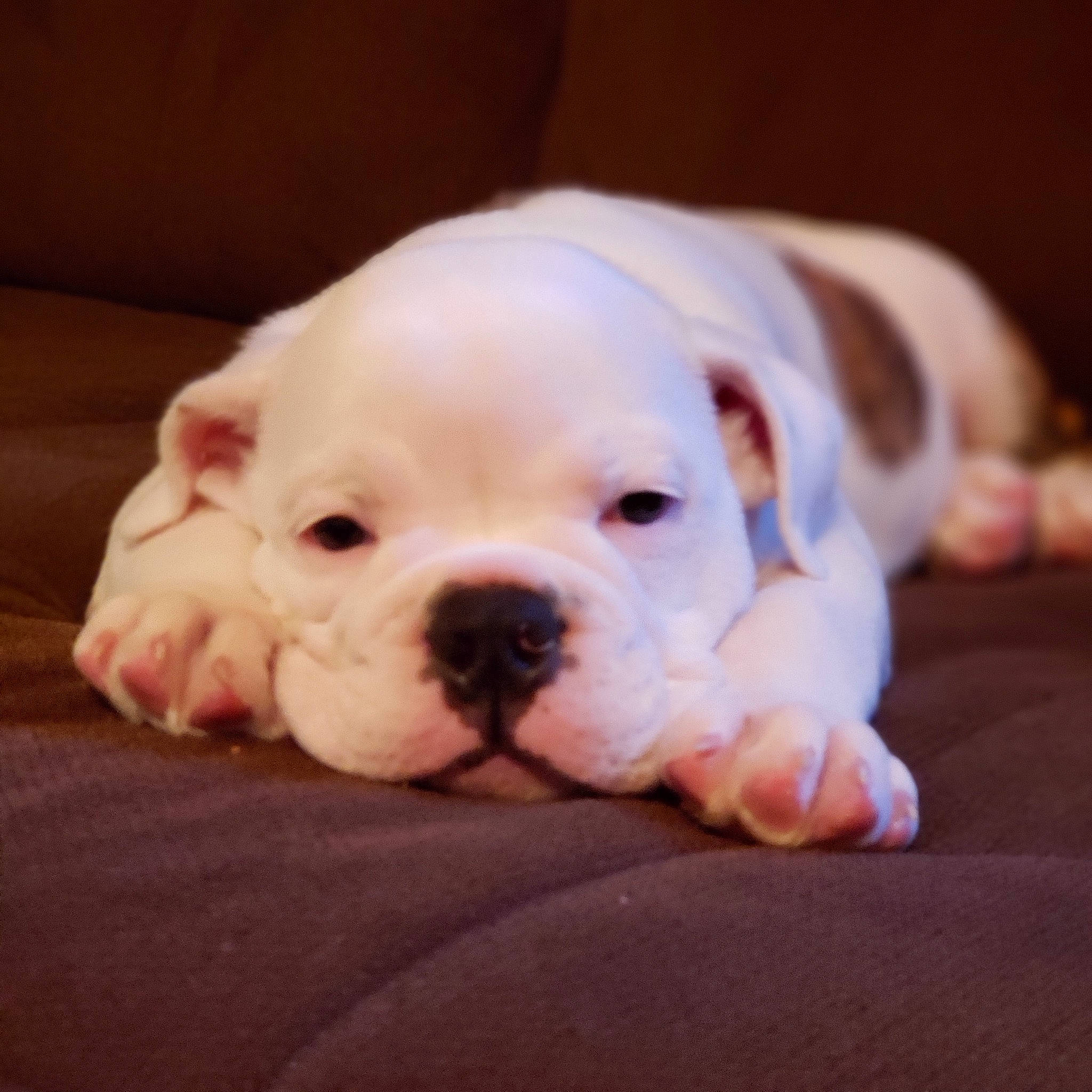 Bama is registered to the contest to win money with this photo: american_bulldog, australian_bulldog, bulldog, canidae, carnivore, companion_dog, dog, dog_breed, mammal, non_sporting_group, nose, old_english_bulldog, puppy, puppy_love, skin, snout, toy_bulldog, valley_bulldog, vertebrate, white_english_bulldog