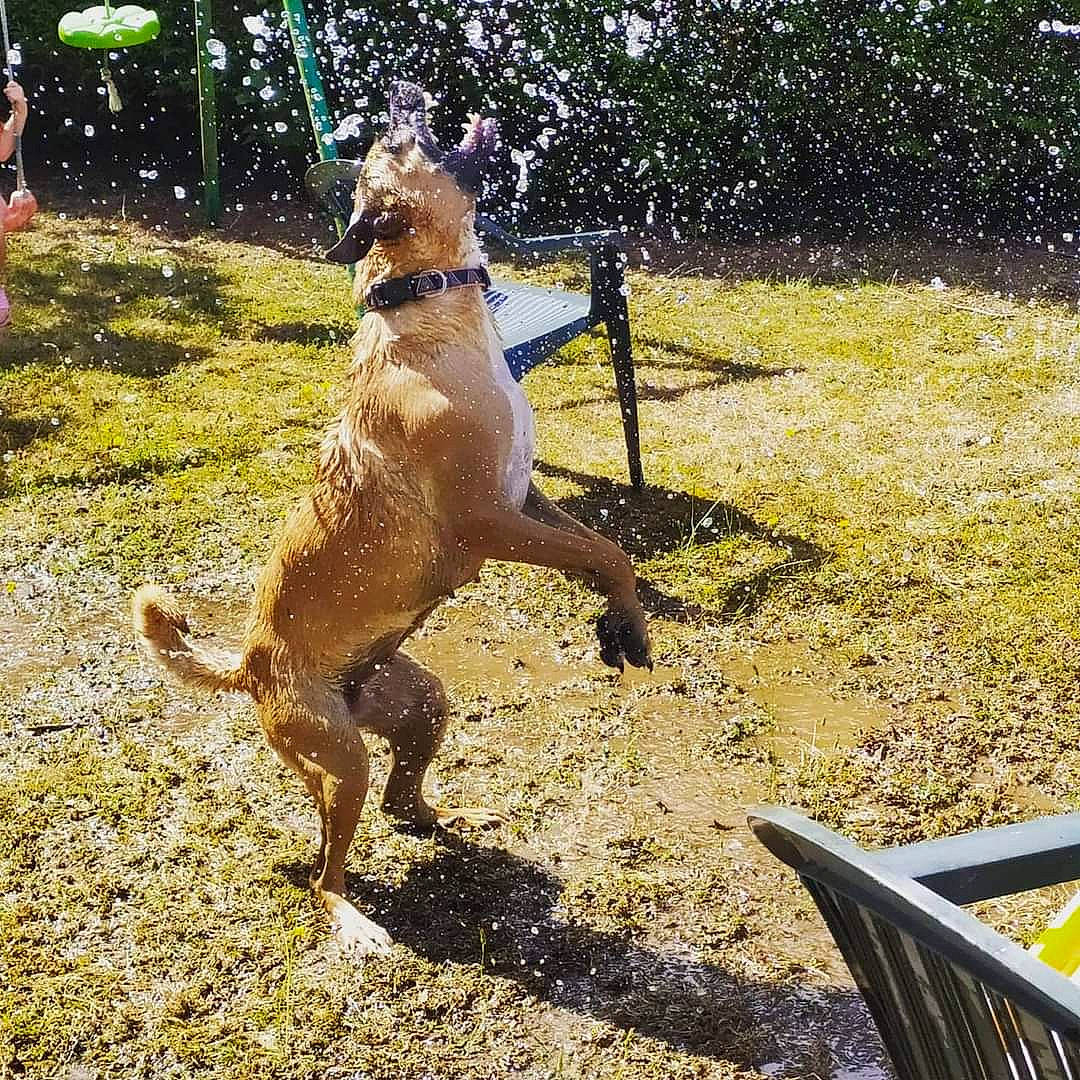 Diesel a rejoint le concours — aidez-le/la à gagner de superbes lots ! animal_training, canidae, carnivore, collar, companion_dog, dog, dog_breed, dog_collar, fawn, garden_hose, grass, leash, paw, pet_supply, plant, shadow, soil, sporting_group, tail, terrestrial_animal