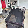 Toby is registered to the contest to win money with this photo: cat, pets, stroller, porch, home, red_door, flower_wreath, garden_statue, mesh_screen, relaxing, animal, outdoor, chair, pillow, concrete, window, door, decor, daytime, leisure