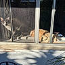 Toby is registered to the contest to win money with this photo: cat, window, screen, sunlight, shadow, outdoor, resting, curious, feline, mesh, pets, animal, home, relaxing, daylight, orange_cat, grey_cat, sill, sleeping, curtains
