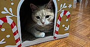 Toby joined the competition — help win amazing prizes! cat, cardboard_house, gingerbread_design, candy_cane, floor, wooden_floor, indoor, pet, animal, cute, home, cozy, decorative, feline, box, paw_print, pattern, relaxed, domestic, curious