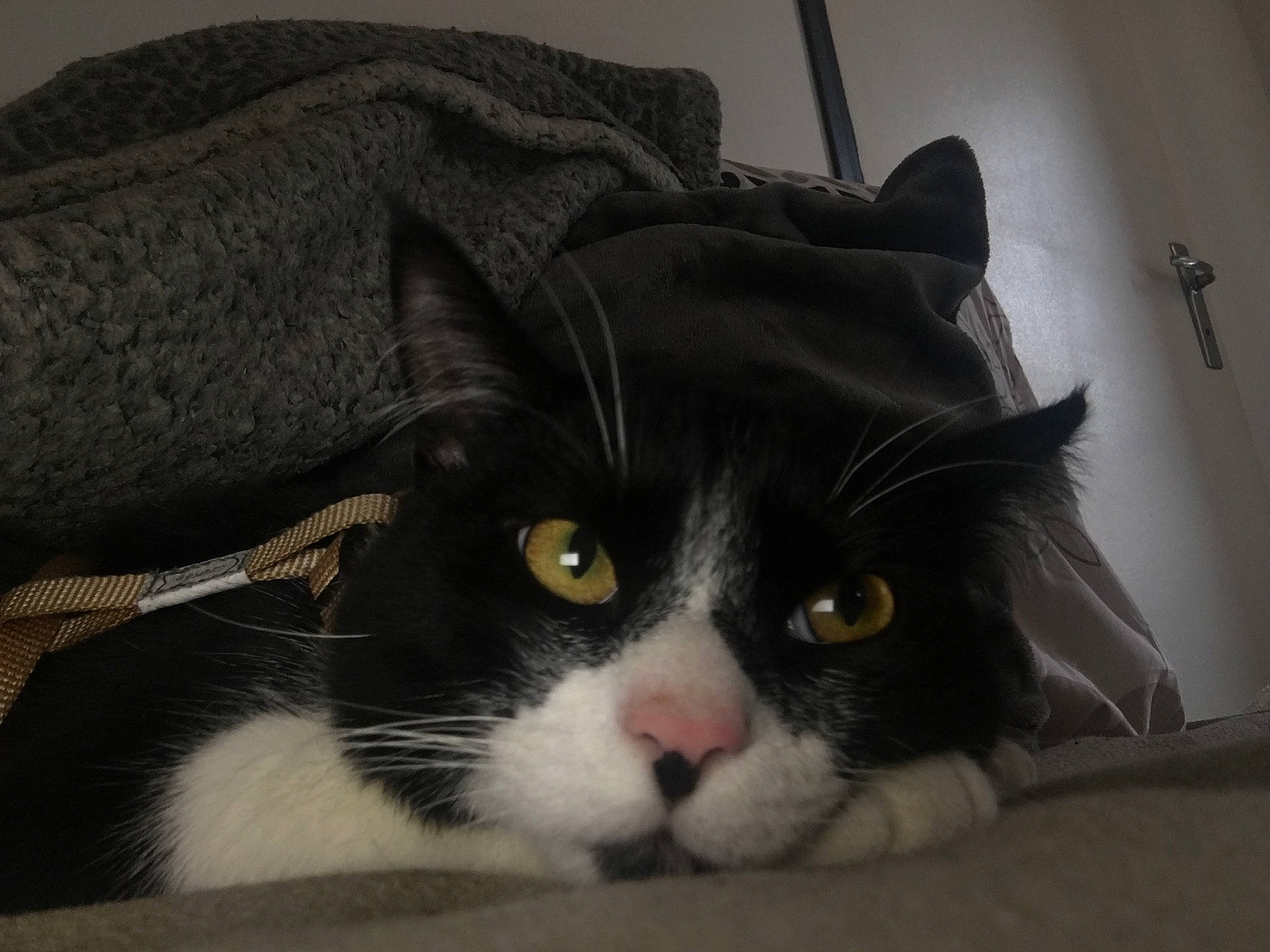 Ben participe au concours pour gagner de l'argent avec cette photo : american_wirehair, black_and_white, black_cat, carnivore, cat, domestic_short_haired_cat, ear, european_shorthair, eye, felidae, fur, kitten, mammal, norwegian_forest_cat, polydactyl_cat, small_to_medium_sized_cats, snout, whiskers