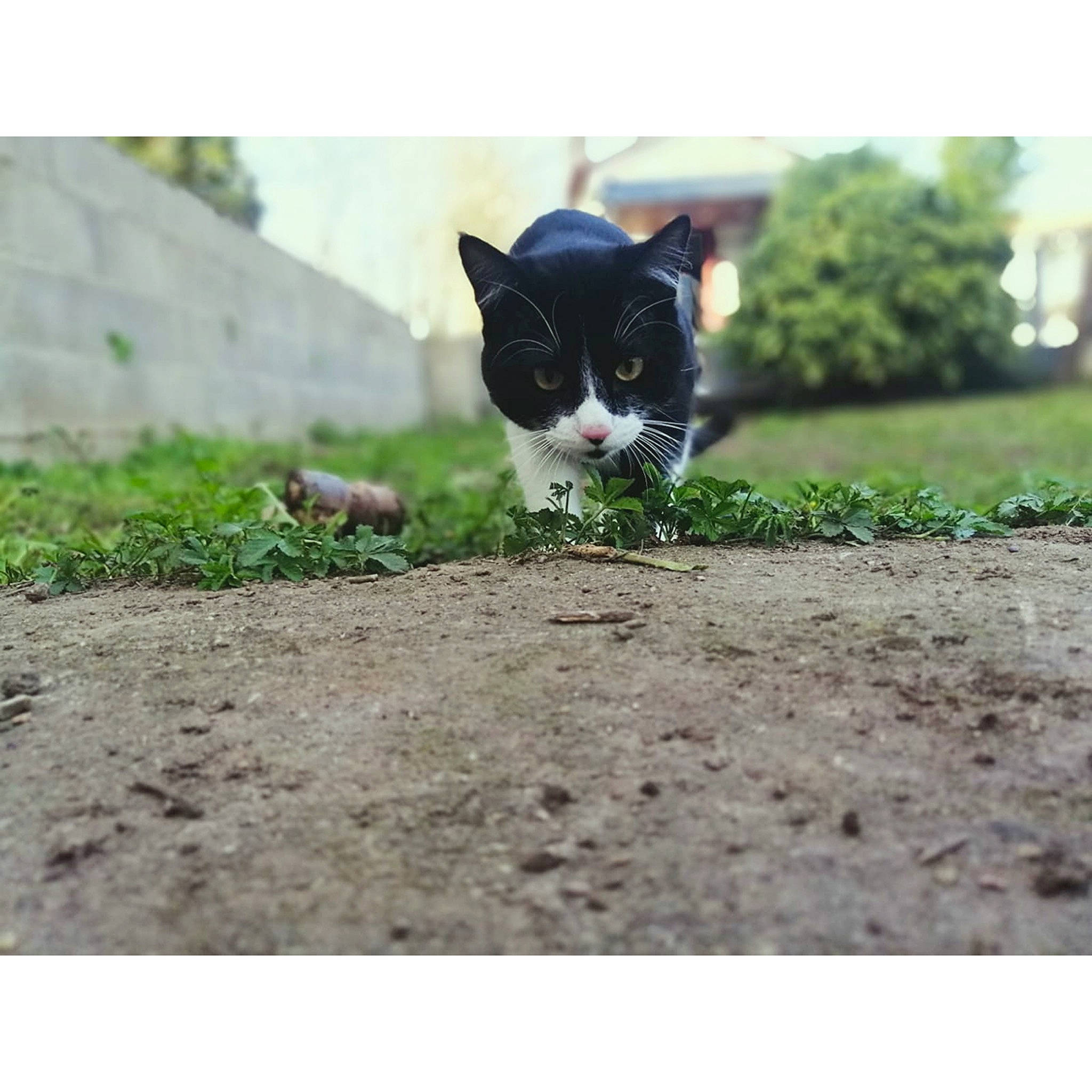 Ben participe au concours pour gagner de l'argent avec cette photo : black_cat, canidae, carnivore, cat, ear, felidae, grass, photography, plant, small_to_medium_sized_cats, snapshot, snout, tail, whiskers
