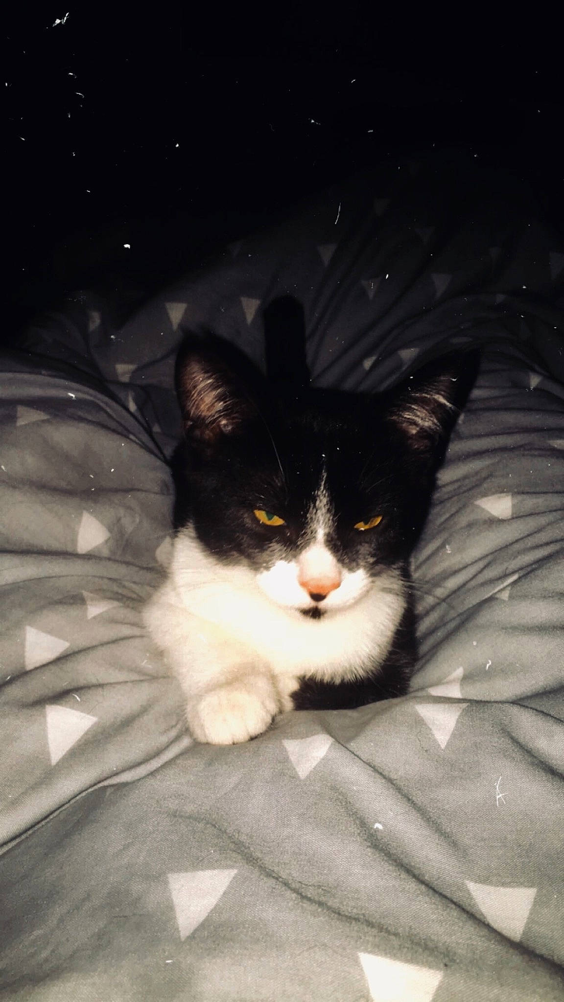 Ben participe au concours pour gagner de l'argent avec cette photo : aegean_cat, american_wirehair, black_and_white, carnivore, cat, domestic_short_haired_cat, eye, felidae, fur, kitten, night, norwegian_forest_cat, nose, polydactyl_cat, sky, small_to_medium_sized_cats, snapshot, snout, tail, whiskers