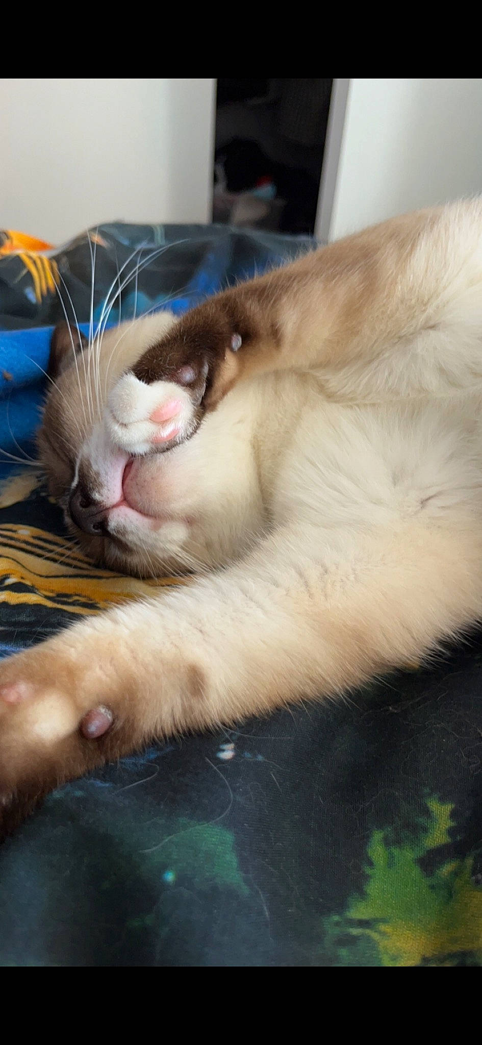 Sonic a rejoint le concours — aidez-le/la à gagner de superbes lots ! carnivore, cat, claw, comfort, couch, domestic_short_haired_cat, ear, fang, fawn, felidae, foot, fur, nap, nose, paw, pet_supply, small_to_medium_sized_cats, snout, tail, whiskers