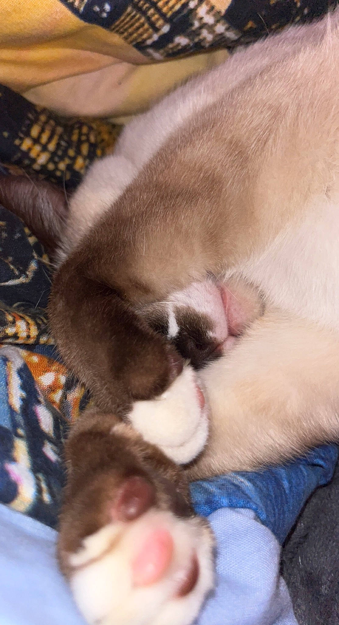 Sonic a rejoint le concours — aidez-le/la à gagner de superbes lots ! carnivore, cat, claw, comfort, companion_dog, dog_breed, domestic_short_haired_cat, eye, fawn, felidae, foot, fur, human_leg, nap, paw, sleep, small_to_medium_sized_cats, snout, tail, whiskers