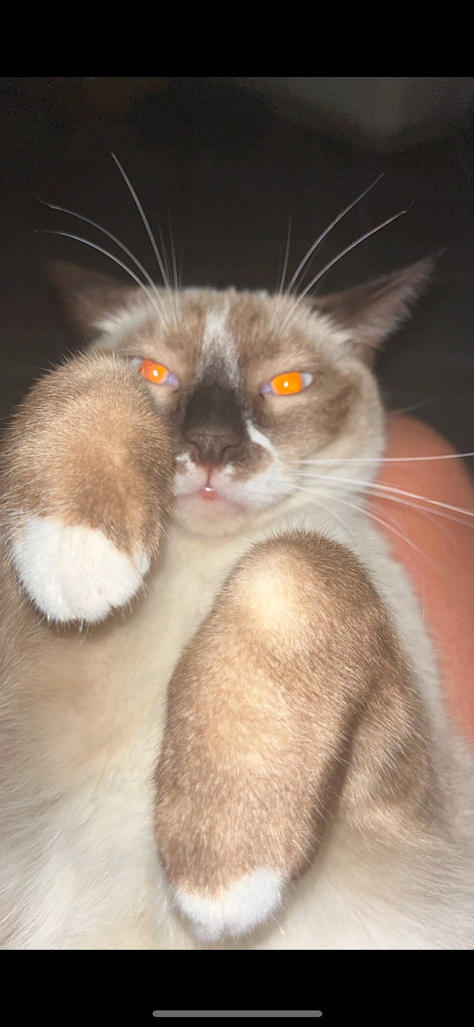 Sonic a rejoint le concours — aidez-le/la à gagner de superbes lots ! carnivore, cat, cat_toy, comfort, ear, eye, eyelash, fawn, felidae, fur, hair, head, human_body, iris, paw, small_to_medium_sized_cats, snout, tail, terrestrial_animal, whiskers