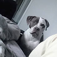 Dexter is registered to the contest to win money with this photo: animal, bed, blanket, brown_and_white_dog, calm, canine, companion, cozy, curious, dog, domestic, furniture, household, indoor, looking, pet, quiet, resting_place, soft_lighting, white_wall
