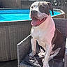 Dexter is registered to the contest to win money with this photo: animal, backyard, brown_and_white, canine, daytime, dog, fence, garden, happy, outdoor, panting, pet, pool, relaxed, resting, seat, summer, sunlight, tongue_out, wicker_chair