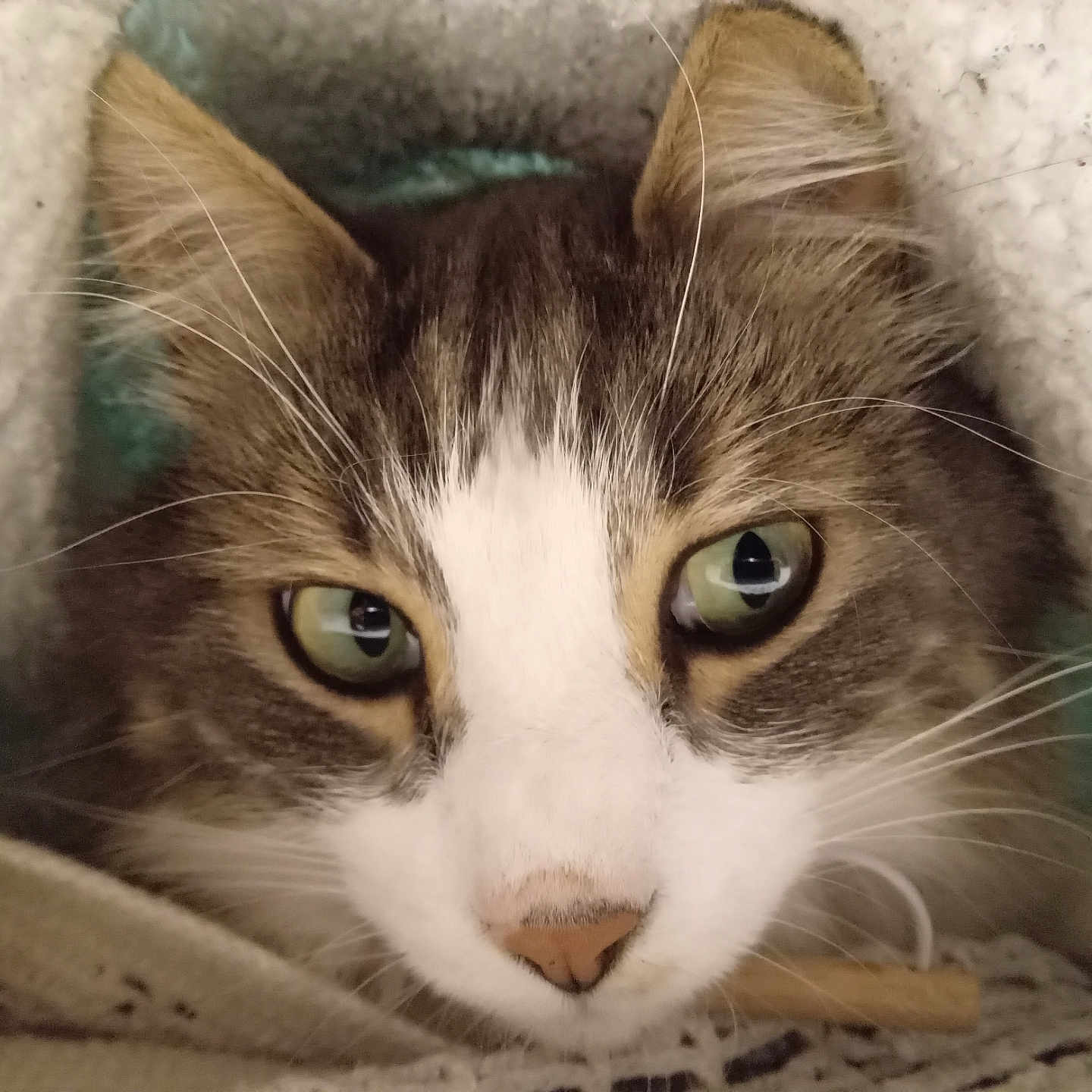 Scapin participe au concours pour gagner de l'argent avec cette photo : abyssinian, animal, blanket, cat, kitten, manx, pet, siamese