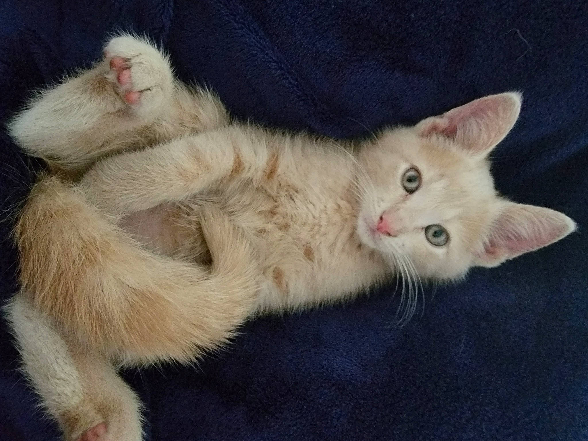 Johnny joined the competition — help win amazing prizes! carnivore, cat, claw, domestic_short_haired_cat, eye, fawn, felidae, foot, fur, laperm, paw, small_to_medium_sized_cats, snout, tail, terrestrial_animal, whiskers