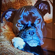 Shiloh is registered to the contest to win money with this photo: animal, black_dog, canine, close_up, companion, cushion, dog, ears, face, fur, home, indoor, looking, pattern, paw, pet, portrait, relaxed, resting, snout