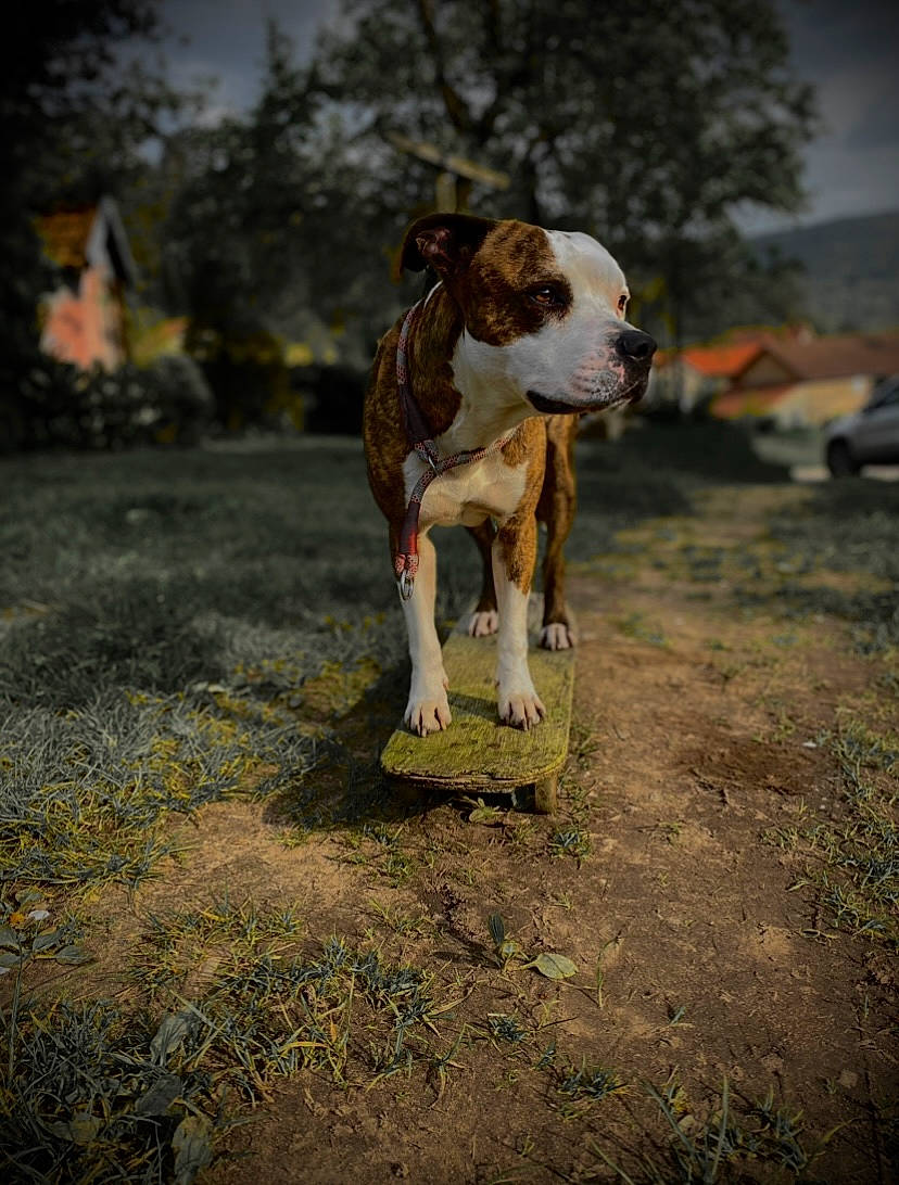 Harley participe au concours pour gagner de l'argent avec cette photo : canidae, carnivore, companion_dog, dog, dog_breed, fawn, grass, human_leg, landscape, plant, road_surface, sky, snout, soil, sporting_group, tail, terrestrial_animal, tree, wood, working_animal