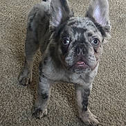 Lucci is registered to the contest to win money with this photo: dog, puppy, french_bulldog, merle_coat, carpet, pet, animal, cute, ears, standing, indoor, tongue, fur, eyes, small_dog, mammal, looking_up, front_legs, adorable, companion