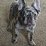 dog, puppy, french_bulldog, merle_coat, carpet, pet, animal, cute, ears, standing, indoor, tongue, fur, eyes, small_dog, mammal, looking_up, front_legs, adorable, companion