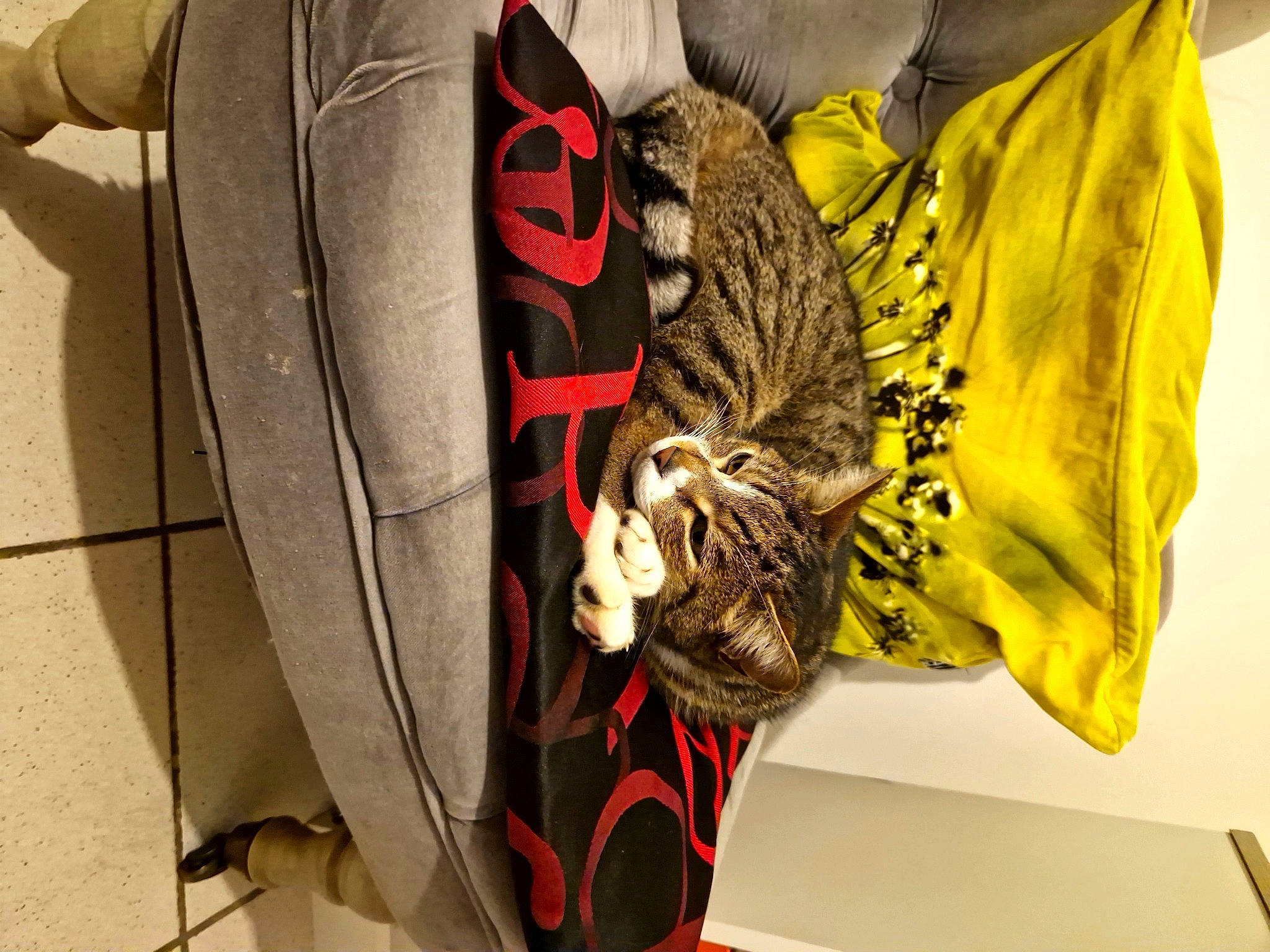 Luigi participe au concours pour gagner de l'argent avec cette photo : art, bag, big_cats, carmine, carnivore, cat, collar, fashion_accessory, felidae, fur, hat, pattern, personal_protective_equipment, sleeve, small_to_medium_sized_cats, sportswear, t_shirt, textile, visual_arts, whiskers