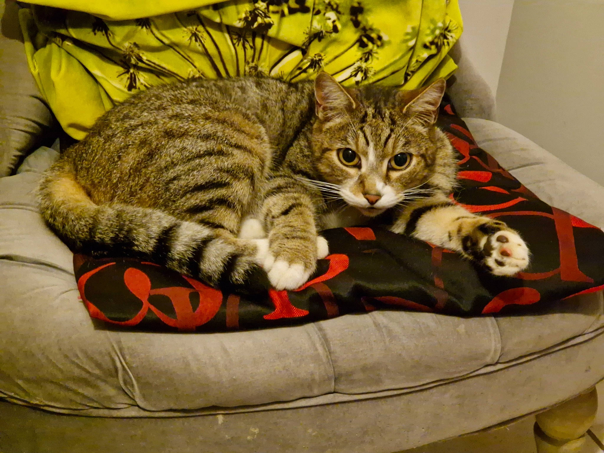 Luigi a rejoint le concours — aidez-le/la à gagner de superbes lots ! bag, basket, carnivore, cat, cat_supply, claw, comfort, domestic_short_haired_cat, felidae, fur, linens, nap, paw, pet_supply, sleep, small_to_medium_sized_cats, snout, tail, textile, whiskers