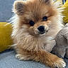 dog, puppy, pomeranian, fluffy, cute, pet, animal, toy, plush, couch, indoors, cozy, fur, face, eyes, whiskers, paw, resting, yellow, grey