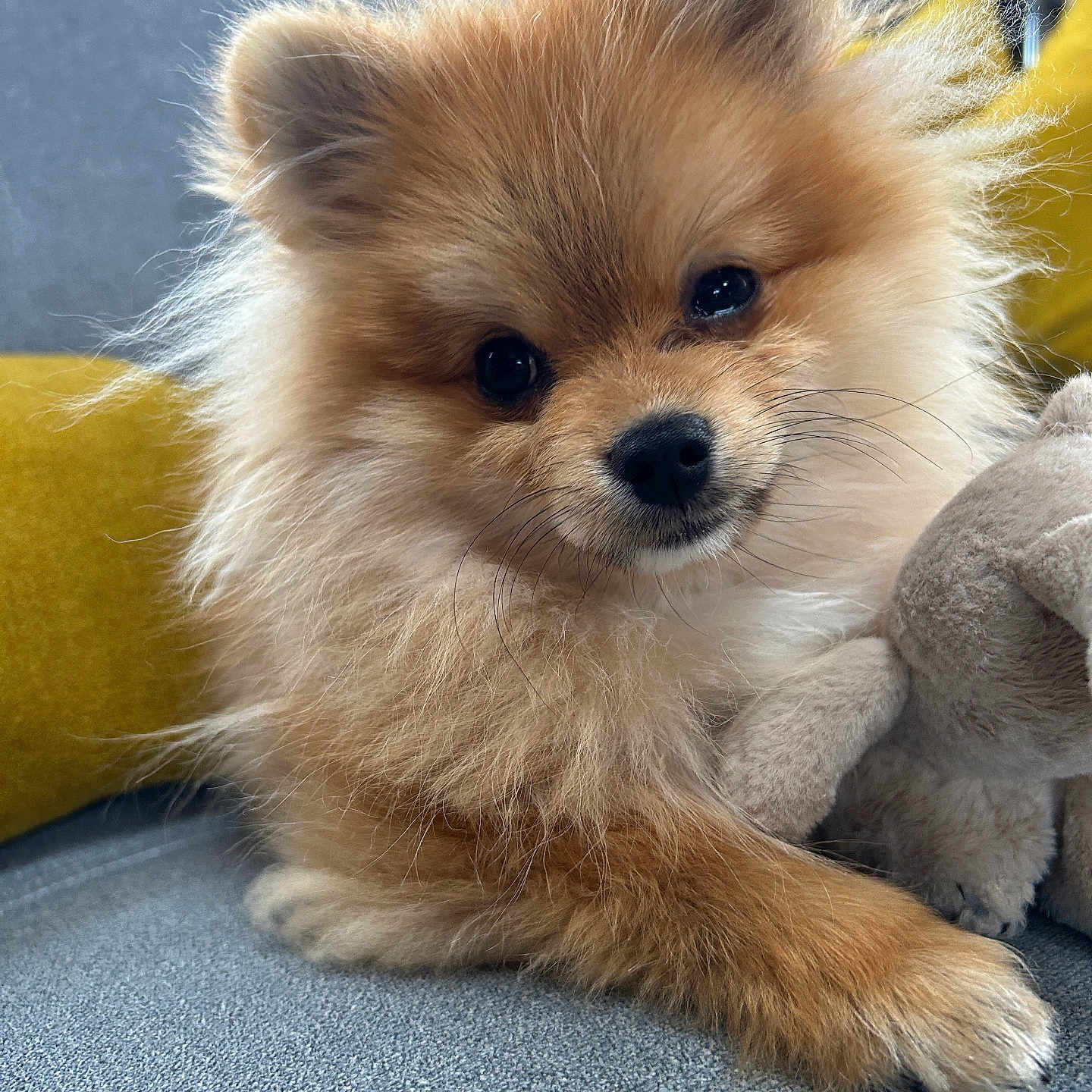 Alfi a rejoint le concours — aidez-le/la à gagner de superbes lots ! dog, puppy, pomeranian, fluffy, cute, pet, animal, toy, plush, couch, indoors, cozy, fur, face, eyes, whiskers, paw, resting, yellow, grey