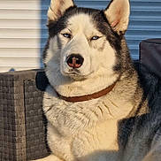 Olaf a rejoint le concours — aidez-le/la à gagner de superbes lots ! dog, siberian_husky, outdoor, sunlight, blue_eyes, fur, pet, collar, resting, chair, cushion, animal, portrait, relaxed, paw, furniture, daylight, canine, mammal, domestic_animal