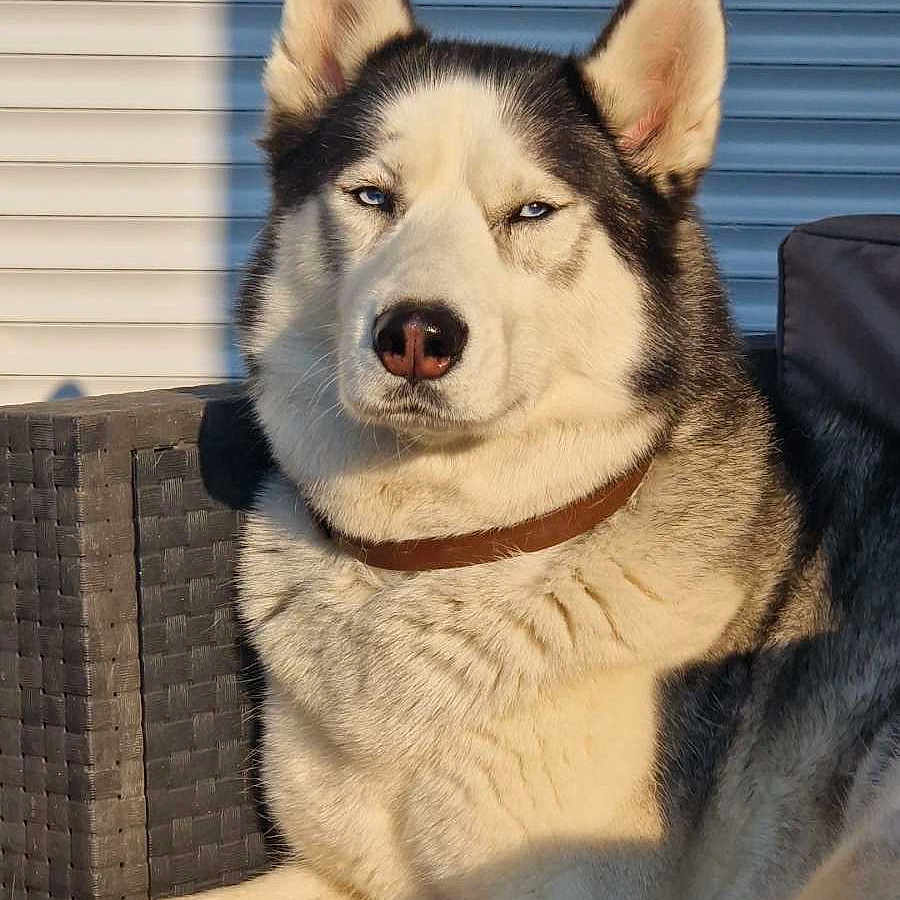 Olaf a rejoint le concours — aidez-le/la à gagner de superbes lots ! animal, blue_eyes, canine, chair, collar, cushion, daylight, dog, domestic_animal, fur, furniture, mammal, outdoor, paw, pet, portrait, relaxed, resting, siberian_husky, sunlight