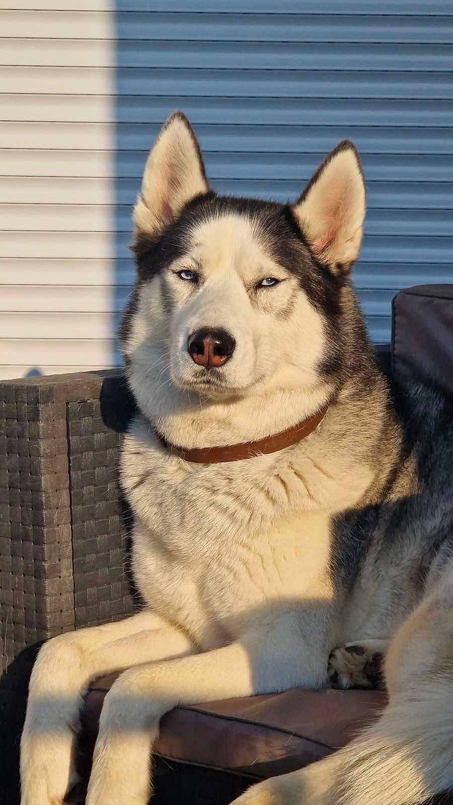 Olaf a rejoint le concours — aidez-le/la à gagner de superbes lots ! dog, siberian_husky, outdoor, sunlight, blue_eyes, fur, pet, collar, resting, chair, cushion, animal, portrait, relaxed, paw, furniture, daylight, canine, mammal, domestic_animal