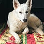 Duchesse participe au concours pour gagner de l'argent avec cette photo : dog, white_dog, animal, pet, lying_down, quilt, floral_pattern, fur, ears, paw, nose, indoor, resting, calm, close_up, portrait, cozy, bed, canine, domestic_animal