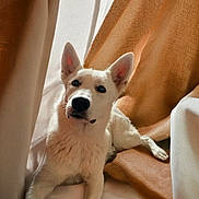 Duchesse a rejoint le concours — aidez-le/la à gagner de superbes lots ! dog, white_dog, indoor, blanket, curtain, resting, cozy, pet, animal, fur, ears, snout, paw, relaxed, comfort, warm_color, soft_light, household, companion, cute