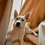 dog, white_dog, indoor, blanket, curtain, resting, cozy, pet, animal, fur, ears, snout, paw, relaxed, comfort, warm_color, soft_light, household, companion, cute