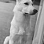 Duchesse participe au concours pour gagner de l'argent avec cette photo : dog, white_dog, sitting, ears, portrait, black_and_white, calm, pet, animal, outdoor, glass_door, thoughtful, close_up, fur, canine, side_view, quiet, companion, domestic_animal, watchful