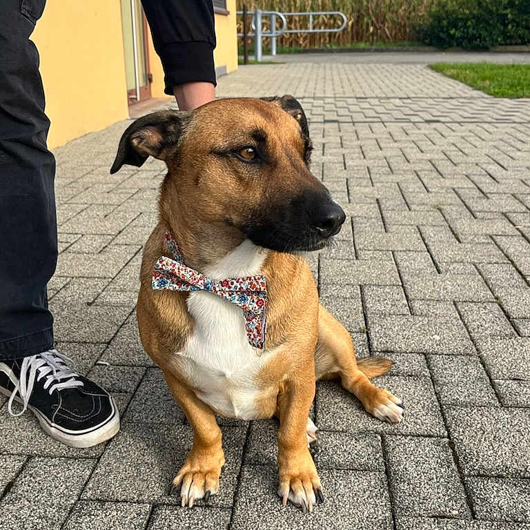 Piky participe au concours pour gagner de l'argent avec cette photo : animal, bow_tie, building, casual_clothing, cloud, colorful, daylight, dog, footwear, grass, leisure, nature, outdoor, pattern, pavement, person, pet, shoe, sidewalk, sky