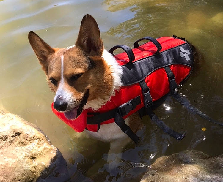 Einstein is registered to the contest to win money with this photo: adventure, canidae, cardigan_welsh_corgi, carnivore, companion_dog, dog, dog_breed, dog_clothes, dog_hiking, lifejacket, pembroke_welsh_corgi, snout, sporting_group, welsh_corgi