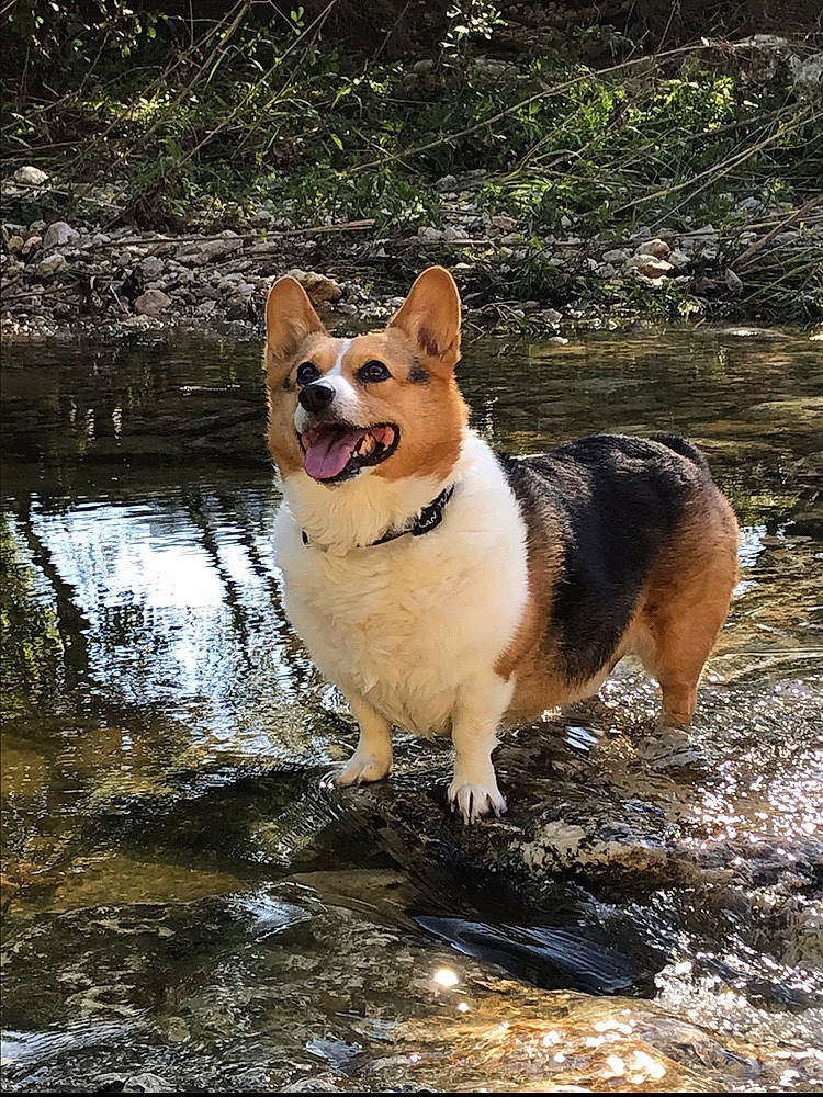 Einstein joined the competition — help win amazing prizes! canidae, cardigan_welsh_corgi, carnivore, companion_dog, dog, dog_breed, fawn, herding_dog, mammal, pembroke_welsh_corgi, vertebrate, welsh_corgi