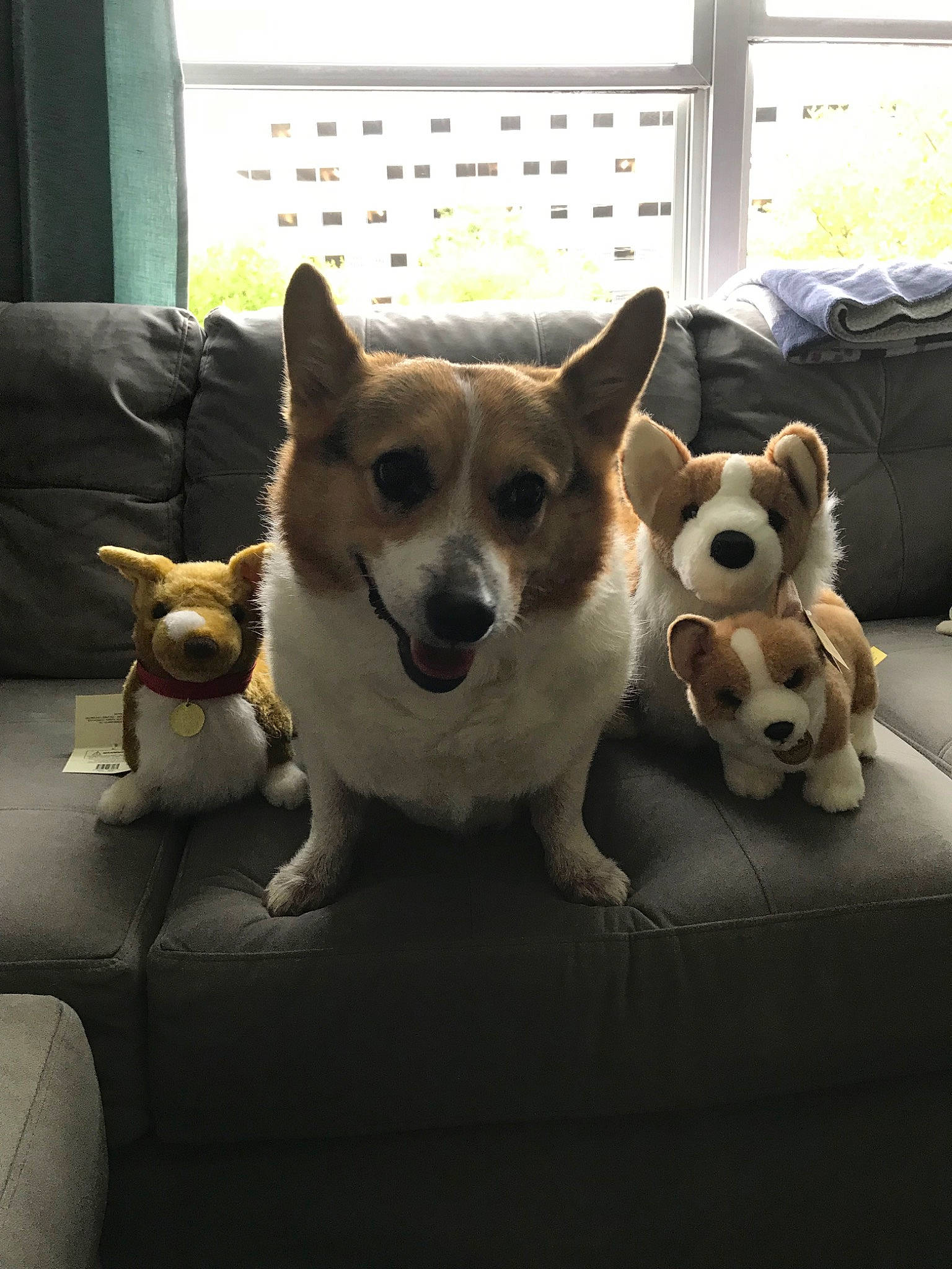 Einstein is registered to the contest to win money with this photo: canidae, cardigan_welsh_corgi, carnivore, companion_dog, dog, dog_breed, fawn, mammal, non_sporting_group, norrbottenspets, norwegian_lundehund, pembroke_welsh_corgi, puppy, snout, vertebrate, welsh_corgi