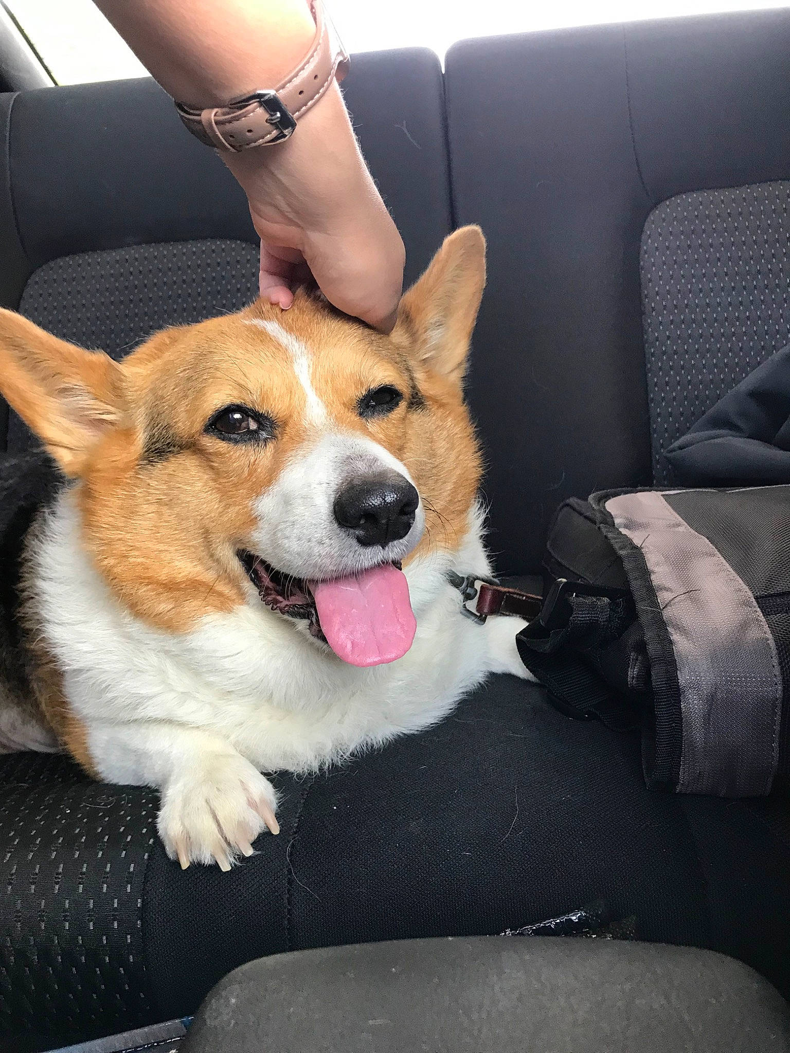 Einstein is registered to the contest to win money with this photo: canidae, cardigan_welsh_corgi, carnivore, companion_dog, corgi_chihuahua, dog, dog_breed, fawn, herding_dog, mammal, pembroke_welsh_corgi, rare_breed_dog, snout, sporting_group, vertebrate, welsh_corgi