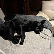 Vasco participe au concours pour gagner de l'argent avec cette photo : black_dog, blanket, blanket_texture, canine, comfort, cozy, cushion, dog, domestic, furniture, home, indoor, living_room, nap, paw, pet, relaxing, resting, sleeping, sofa