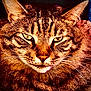 Jasper joined the competition — help win amazing prizes! cat, tabby_cat, feline, close_up, portrait, whiskers, ears, fur, green_eyes, stare, face, nose, indoor, pet, muzzle, striped_pattern, fluffy, cute, macro, domestic_cat