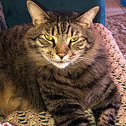 Jasper joined the competition — help win amazing prizes! cat, tabby_cat, pet, feline, whiskers, green_eyes, portrait, close_up, fluffy, fur, striped, indoor, blanket, crochet_blanket, sofa, relaxed, chonk, cute, ears, paw