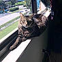 Jasper joined the competition — help win amazing prizes! cat, tabby_cat, windowsill, window, indoor, sunlight, whiskers, green_eyes, fur, paw, lounging, curtain, outside_view, palm_tree, street, lawn, fence, plug_socket, shadow, tile_floor