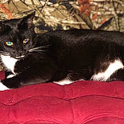 Mittens is registered to the contest to win money with this photo: cat, tuxedo_cat, pet, feline, black_and_white, whiskers, eyes, yellow_eyes, camo_background, cushion, red_cushion, paws, white_paws, fur, indoor, resting, lying_down, close_up, portrait, flash_reflection