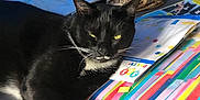 Mittens is registered to the contest to win money with this photo: cat, tuxedo_cat, paw, whiskers, bed, blanket, stuffed_animal, party_box, colorful_stripes, packaging, indoor, sunlight, close_up, black_fur, white_fur, relaxed, laying, fabric, pillow, accessory