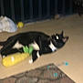 Mittens is registered to the contest to win money with this photo: cat, tuxedo_cat, pet, toy, corn_toy, plush_toy, indoor, night, blurry, motion_blur, floor, rug, balcony, railing, reflected_eyes, flash, black_and_white, paws, collar, lying_down