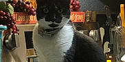 Chika joined the competition — help win amazing prizes! cat, black_and_white_cat, feline, pet, kitchen, countertop, grapes, decorative_wreath, stove, kettle, oven_knob, sign, collar, sitting, indoor, whiskers, curious, cardboard_box, utensil, countertop_clutter