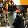 cat, black_and_white_cat, feline, pet, kitchen, countertop, grapes, decorative_wreath, stove, kettle, oven_knob, sign, collar, sitting, indoor, whiskers, curious, cardboard_box, utensil, countertop_clutter