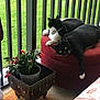 cat, cats, black_cat, tuxedo_cat, ottoman, balcony, railing, potted_plant, flower, plant, grass, cushion, paw, lounging, pet, feline, furniture, indoor, porch, cozy