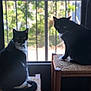 cat, cats, tuxedo_cat, window, railing, stool, chair, perch, indoor, outdoor_view, greenery, backyard, pet, whiskers, eyes, fur, sitting, gazing, silhouette, cozy